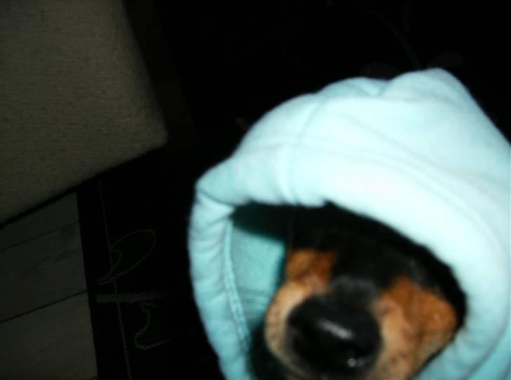 Dvaergpinscher Murphy - I´m a gangster... billede 6