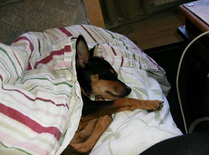 Dvaergpinscher Murphy - Det kan godt blive hårdt at lege så meget, så er der sørme dejligt man kan putte lidt med dynen og tage en lur..  billede 7