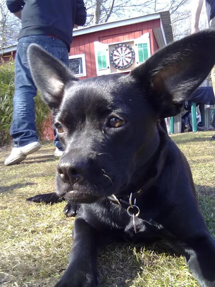 Blanding af racer Mulle billede 1