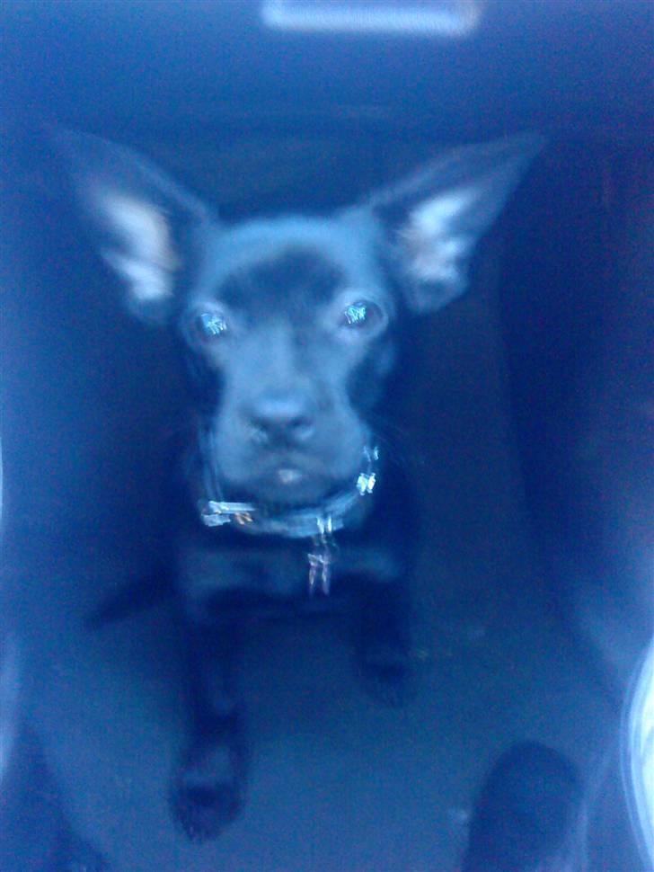 Blanding af racer Mulle billede 2