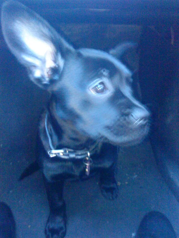 Blanding af racer Mulle billede 3