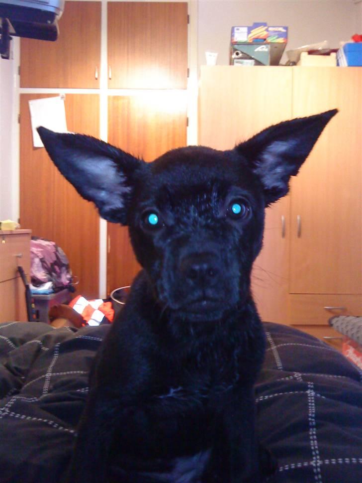 Blanding af racer Mulle billede 4