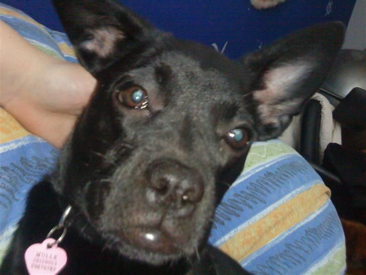 Blanding af racer Mulle billede 5