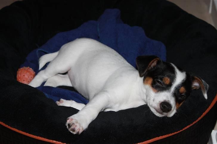 Jack russell terrier Monty - når jeg ligger på den side kan man ikke se mine spots billede 1