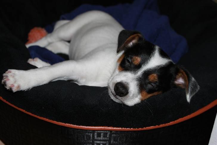 Jack russell terrier Monty - Min nye kurv er dejlig blød billede 2