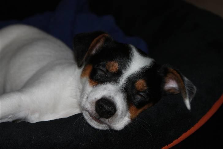 Jack russell terrier Monty - ren afslapning i kurven efter leg og godbidssøgen billede 3