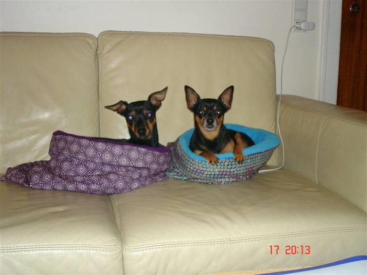 Dvaergpinscher Mille billede 19