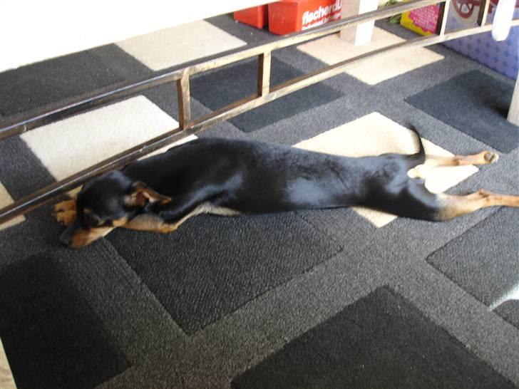 Dvaergpinscher Mille billede 20