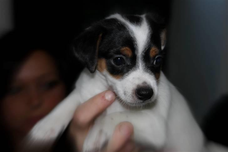 Jack russell terrier Monty - Så er jeg valgt billede 4