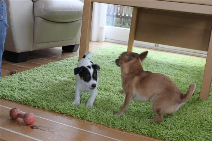 Jack russell terrier Monty - så er vi i fuld gang med at lege:) billede 5
