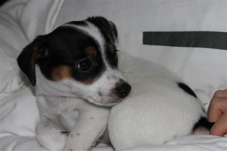 Jack russell terrier Monty - nu vil jeg altså godt lige hvile mig lidt... billede 6