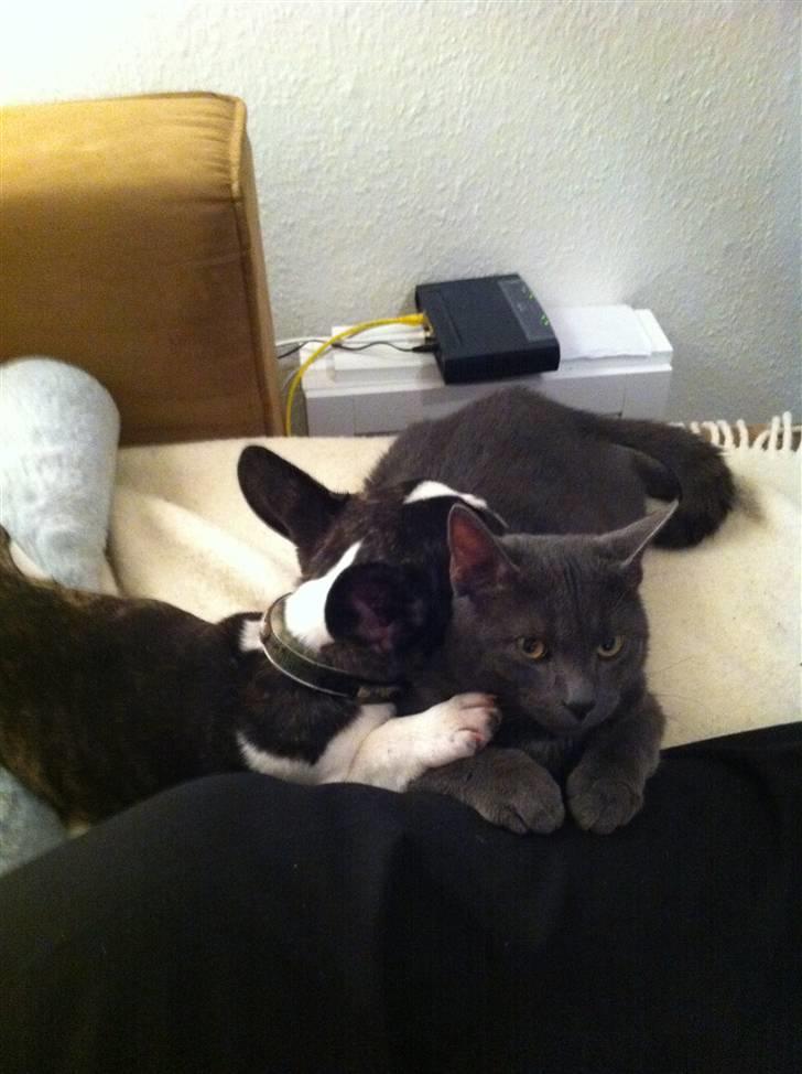 Fransk bulldog Nicki *En stjerne på himmelen* billede 4