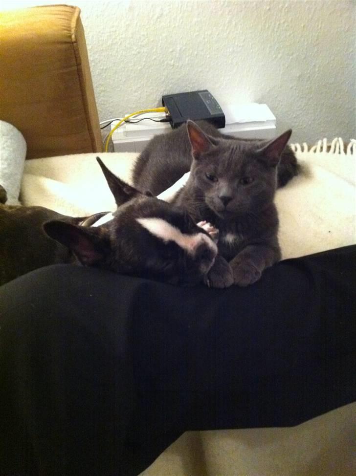 Fransk bulldog Nicki *En stjerne på himmelen* billede 5