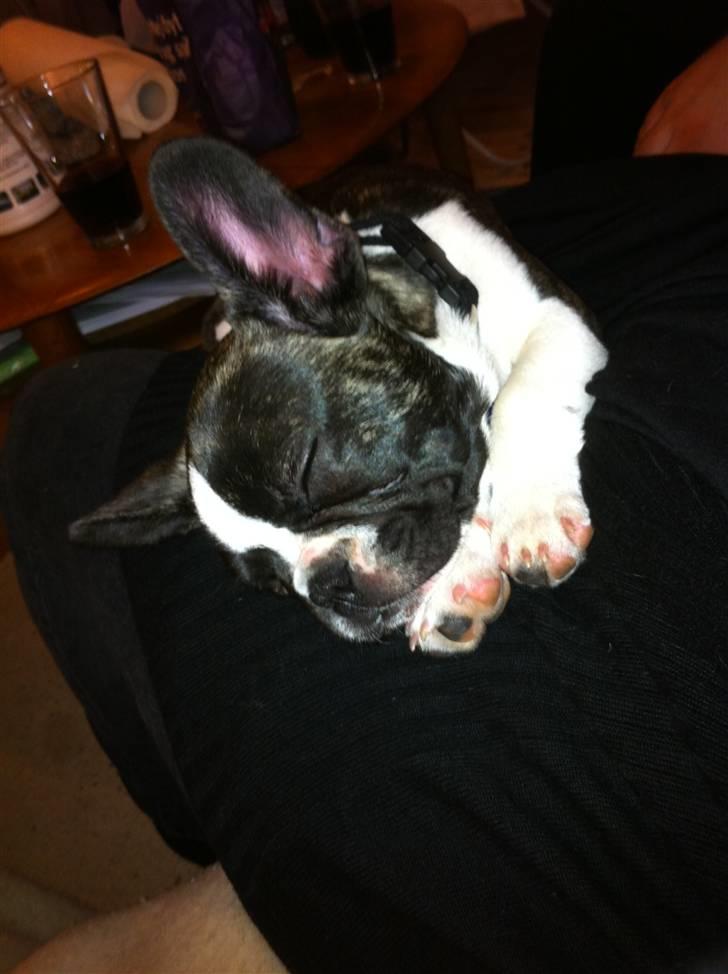 Fransk bulldog Nicki *En stjerne på himmelen* billede 6