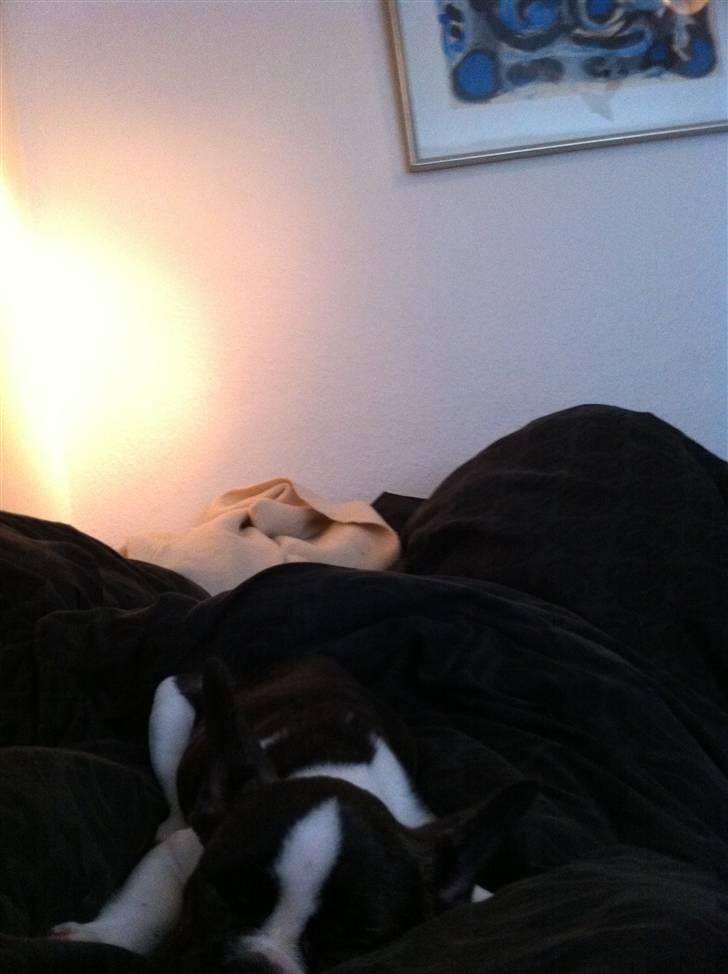 Fransk bulldog Nicki *En stjerne på himmelen* billede 7