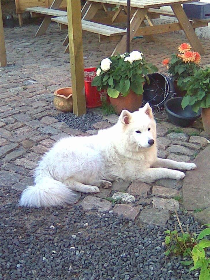 Samojedhund aviaya billede 1