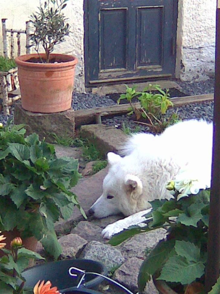 Samojedhund aviaya billede 2