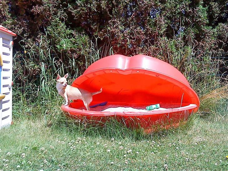 Chihuahua Solajma - * Nyt * billede 20