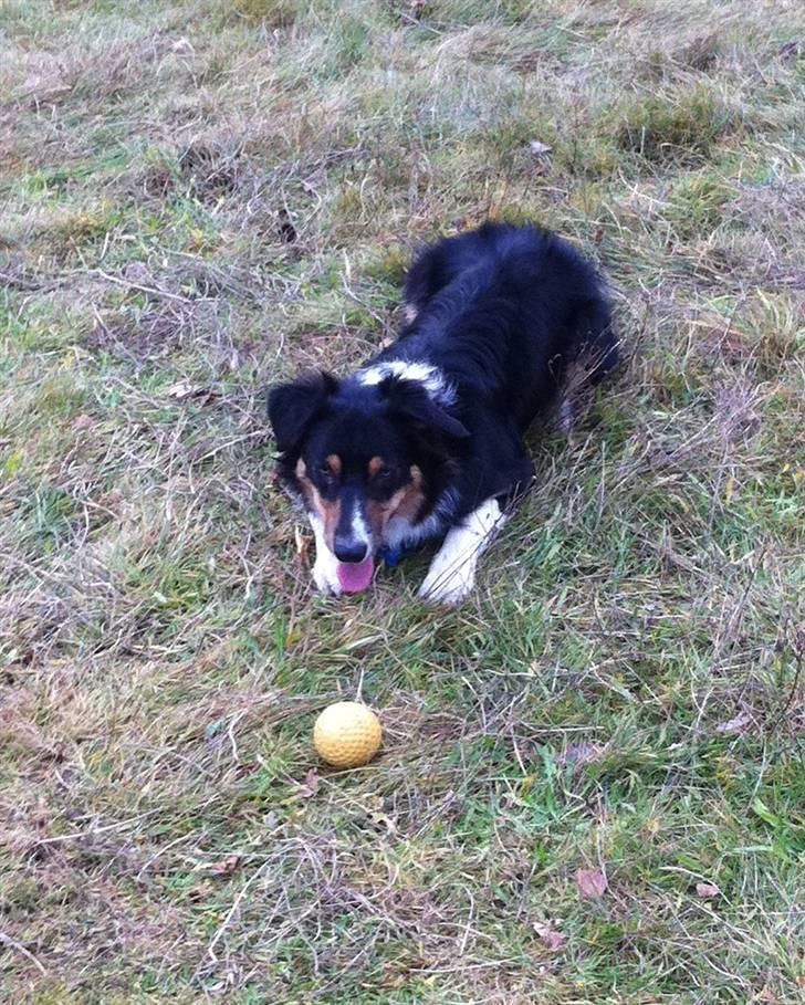 Border collie Boss billede 8