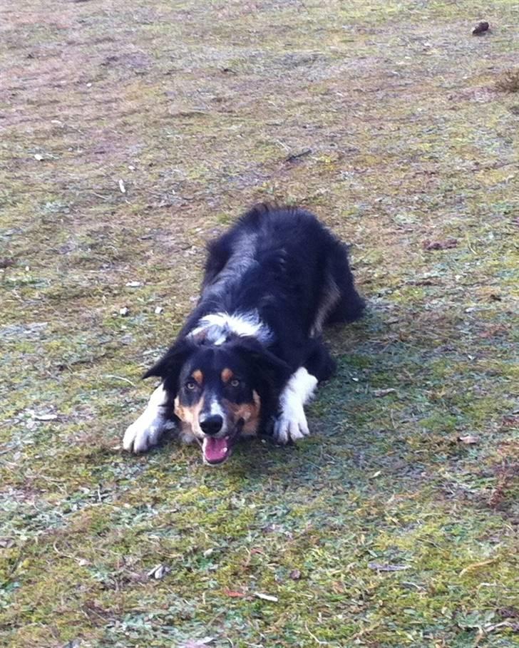 Border collie Boss billede 9