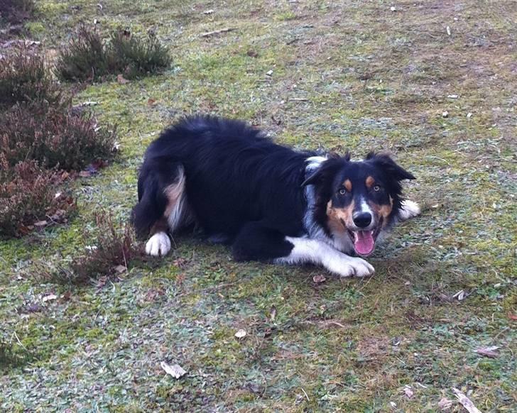 Border collie Boss billede 10