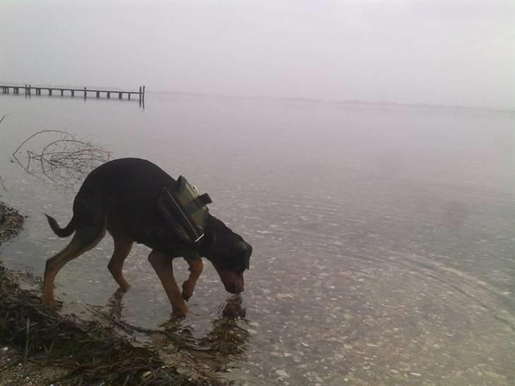 Dvaergpinscher Tyson billede 7