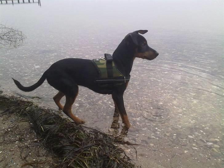 Dvaergpinscher Tyson billede 8