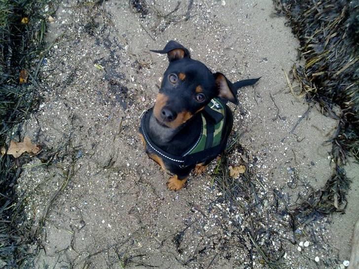 Dvaergpinscher Tyson billede 9