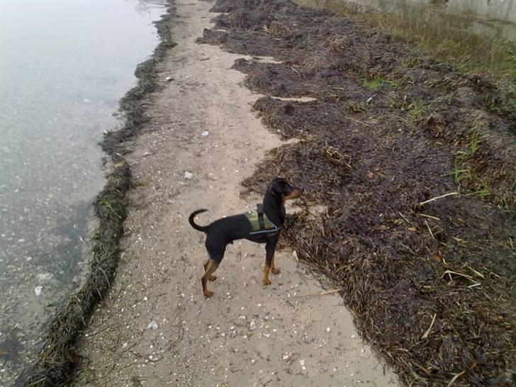 Dvaergpinscher Tyson billede 10