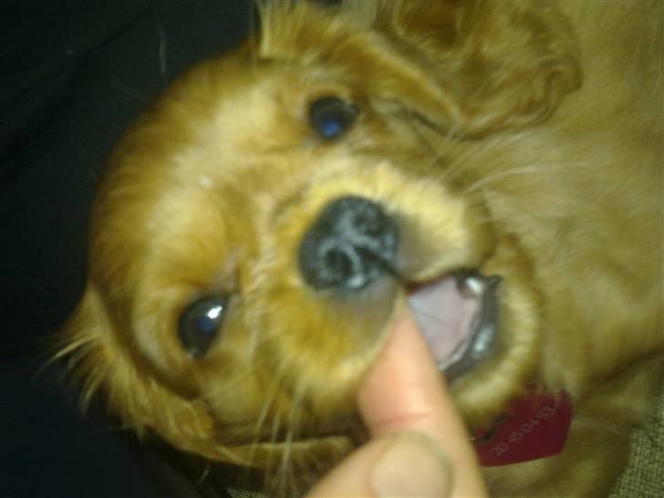 Cavalier king charles spaniel Dina - R.I.P.den 22/11-10 billede 2