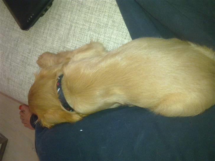 Cavalier king charles spaniel Dina - R.I.P.den 22/11-10 billede 3