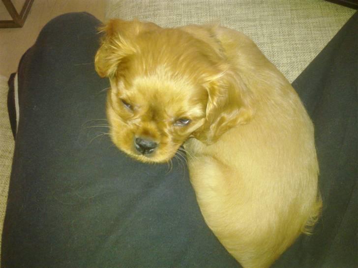 Cavalier king charles spaniel Dina - R.I.P.den 22/11-10 billede 4