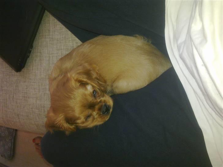 Cavalier king charles spaniel Dina - R.I.P.den 22/11-10 billede 6