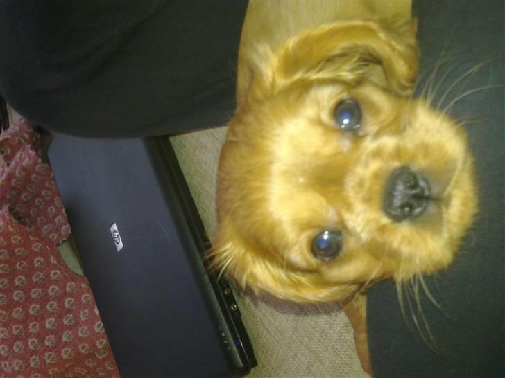 Cavalier king charles spaniel Dina - R.I.P.den 22/11-10 billede 7