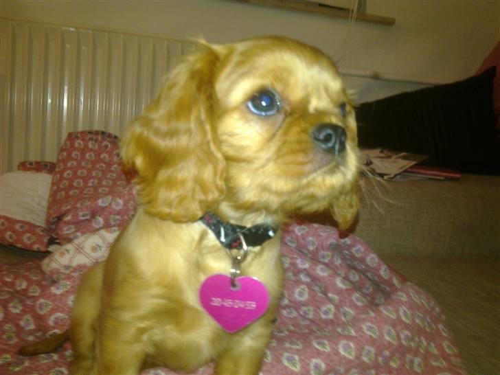 Cavalier king charles spaniel Dina - R.I.P.den 22/11-10 billede 8
