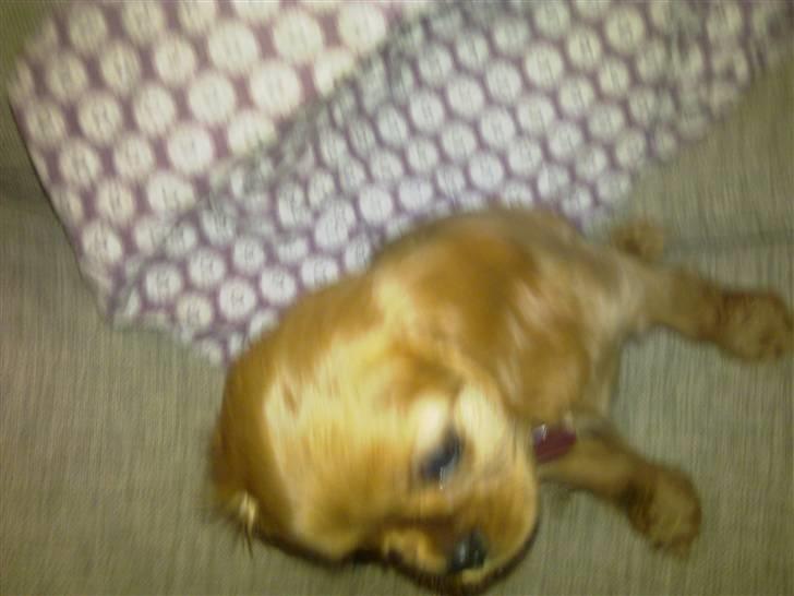 Cavalier king charles spaniel Dina - R.I.P.den 22/11-10 billede 9