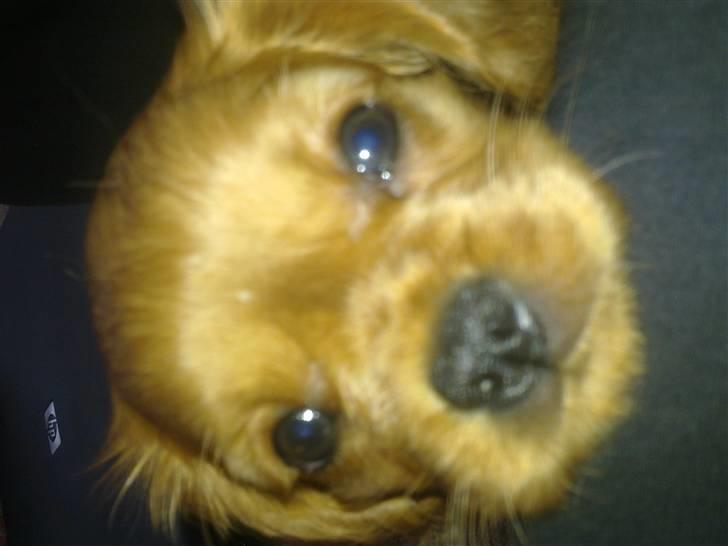 Cavalier king charles spaniel Dina - R.I.P.den 22/11-10 billede 10