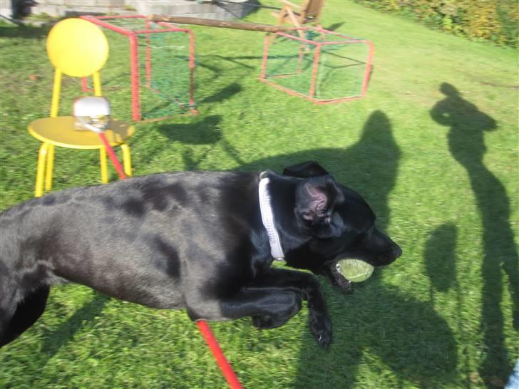 Blanding af racer Pepsi  (solgt savner dig) - SmukkeHunden Der Springer,!(; #8 billede 8