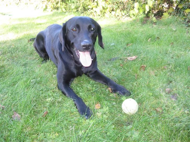 Blanding af racer Pepsi  (solgt savner dig) - Vores Lille Prinsesse,!(; #10 billede 10