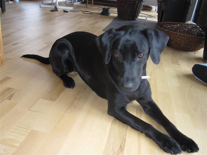 Blanding af racer Pepsi  (solgt savner dig) - Smukke Tjulleh;* #11 billede 11