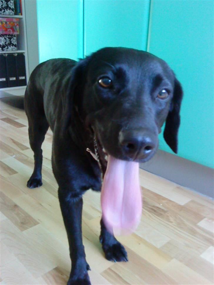 Blanding af racer Pepsi  (solgt savner dig) - Efter En; Go´ Tur(; #12 billede 12