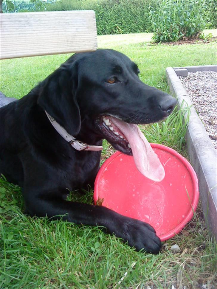 Blanding af racer Pepsi  (solgt savner dig) - Yndlings - Legetøjet, Er På; Banen(; #13 billede 13