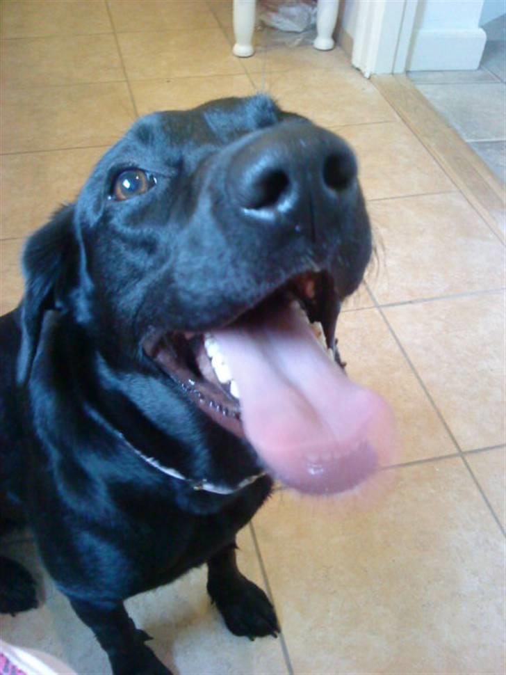 Blanding af racer Pepsi  (solgt savner dig) - Endnu En; Lang Tur;*  #14 billede 14