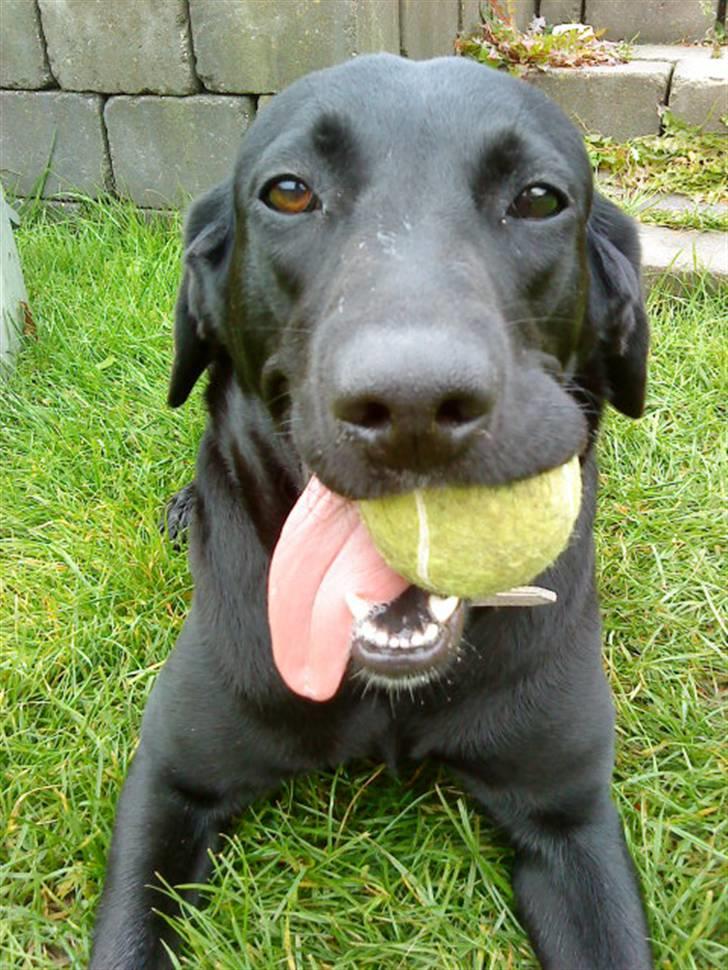 Blanding af racer Pepsi  (solgt savner dig) - Tjulleh Med; Favorit, Bolden(; #15 billede 15