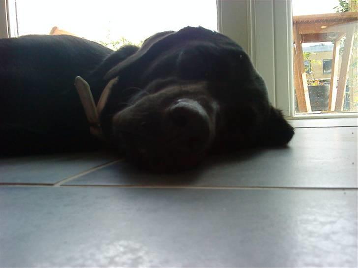 Blanding af racer Pepsi  (solgt savner dig) - Just Relax(; #16 billede 16