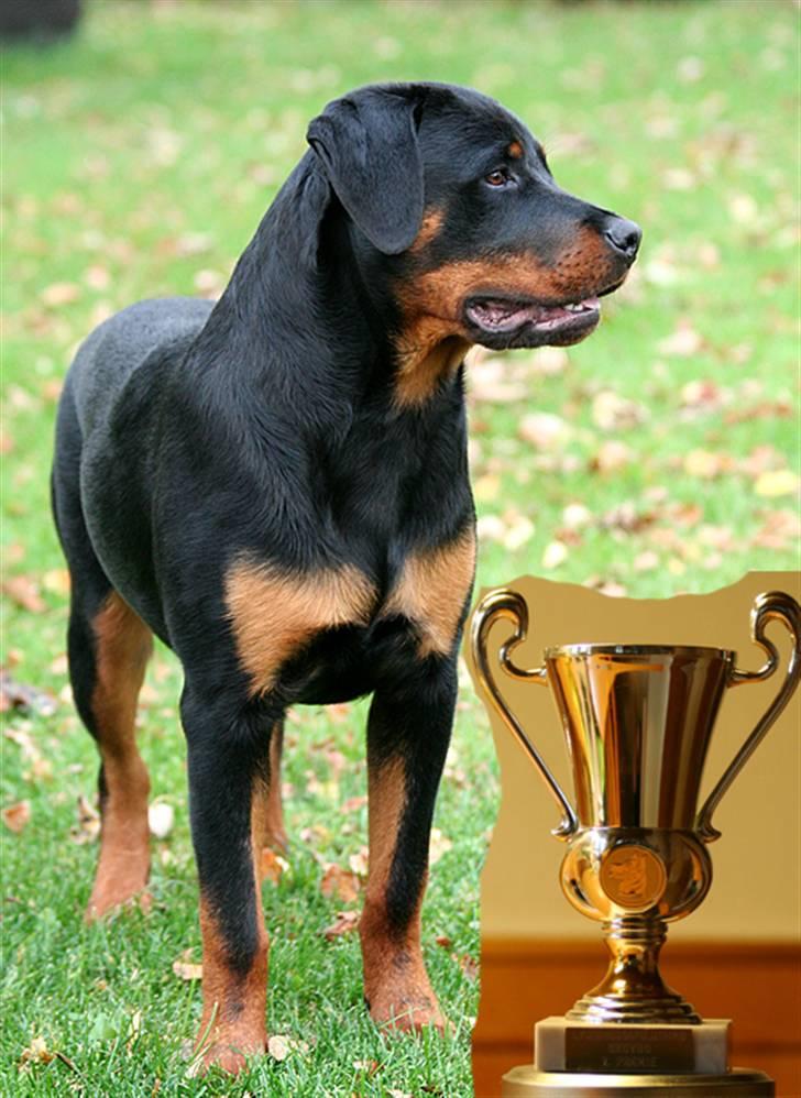 Rottweiler Kakestto's Freya - Så har Freya vundet sin første pokal i lydighedstræning. Hun opnåede 45 af 50 point billede 20
