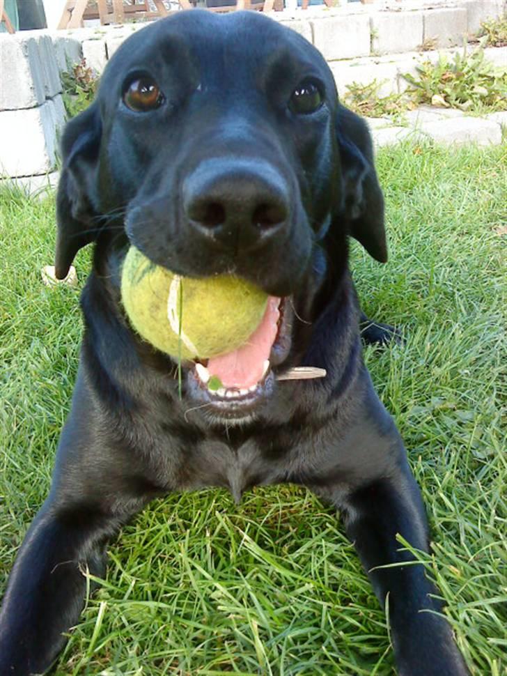 Blanding af racer Pepsi  (solgt savner dig) - Der Kom Den Igen,?(; #17 billede 17