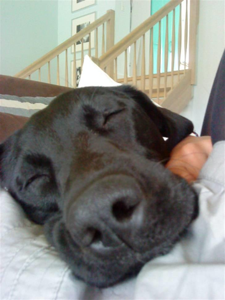 Blanding af racer Pepsi  (solgt savner dig) - #18 billede 18