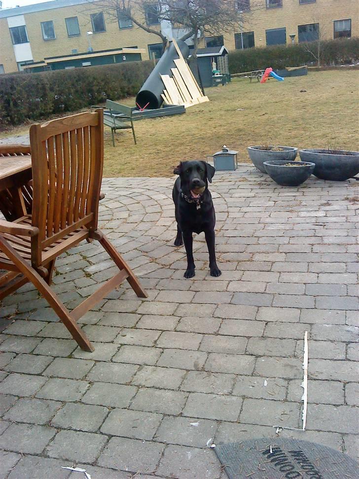 Blanding af racer Pepsi  (solgt savner dig) - #19 billede 19