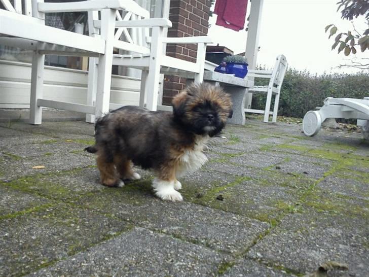 Shih tzu Carlo - 10 uger gammel <3  billede 6